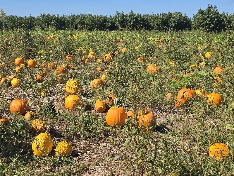 pumpkins